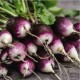 Radis Diana (radis violet)