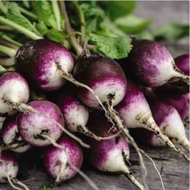 Radis Diana (radis violet)