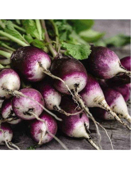 Radis Diana (radis violet)