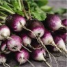 Radis Diana (radis violet)