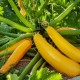 Courgette Goldena (courgette jaune)