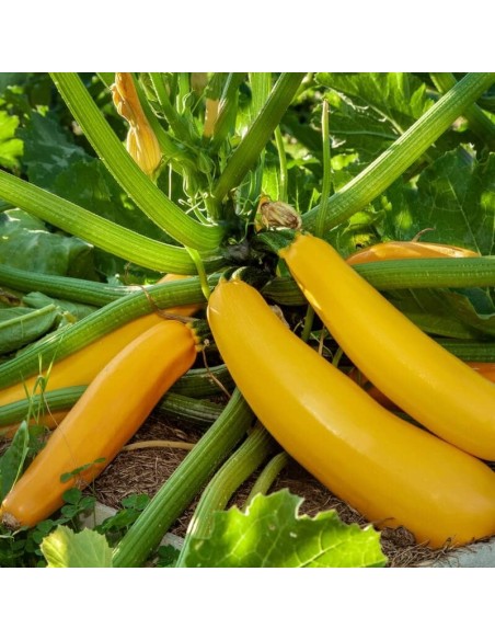 Courgette Goldena (courgette jaune)