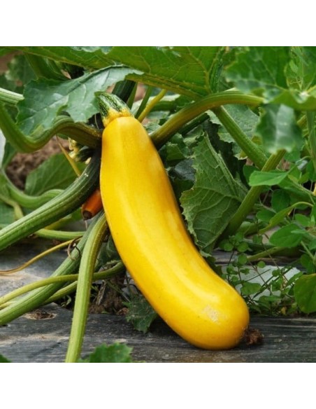 Courgette Goldena (courgette jaune)