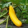 Courgette Goldena (courgette jaune)