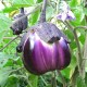 Aubergine Violette de Florence
