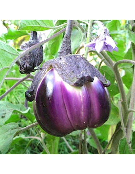 Aubergine Violette de Florence
