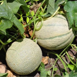 Melon Retato degli ortolani