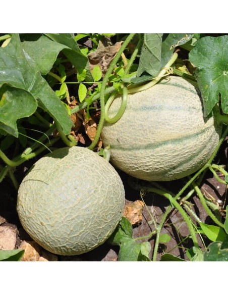 Melon Retato degli ortolani