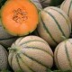 Melon Retato degli ortolani