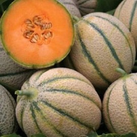 Melon Retato degli ortolani
