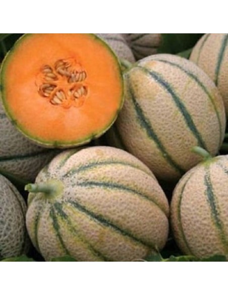 Melon Retato degli ortolani
