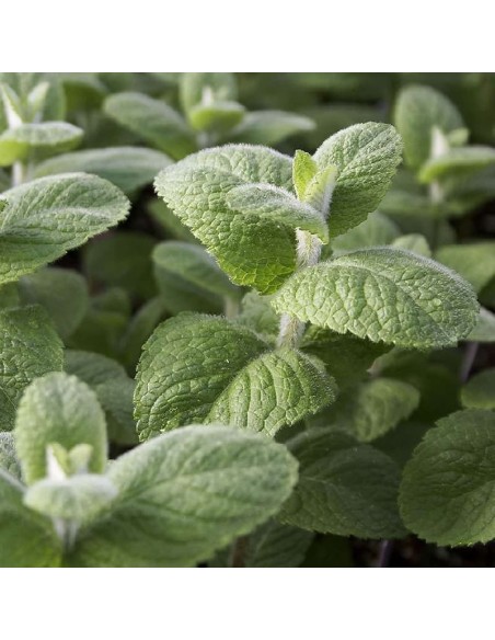 Menthe pomme