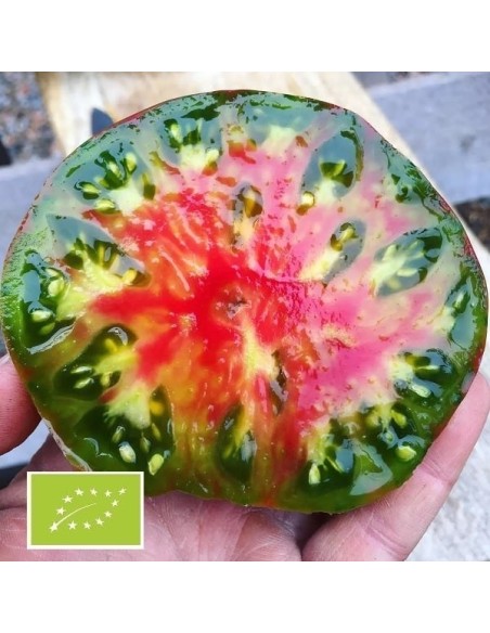 Pack COLLECTOR Tomate Ananas (tomate ananas noir)