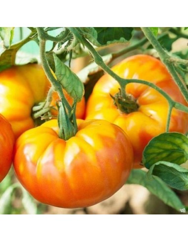 Pack COLLECTOR Tomate Ananas (tomate ananas jaune)