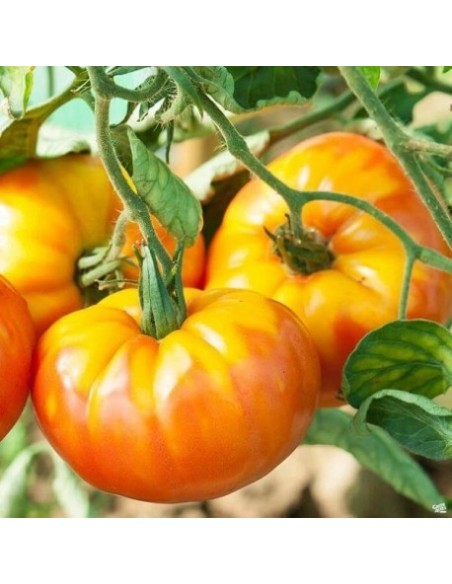 Pack COLLECTOR Tomate Ananas (tomate ananas jaune)