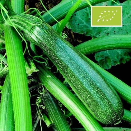 Courgette Zuboda BIO