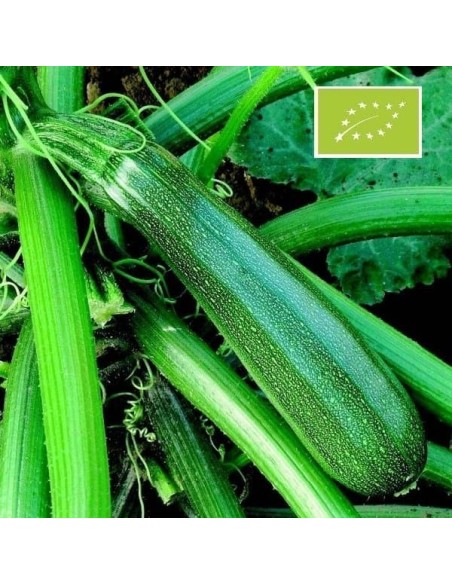 Courgette Zuboda BIO