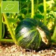 Courge Vert d'Okkaido BIO (Potimarron)