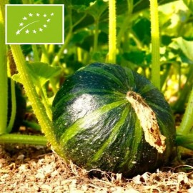 Courge Vert d'Okkaido BIO (Potimarron)