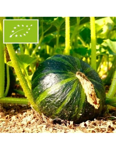 Courge Vert d'Okkaido BIO (Potimarron)
