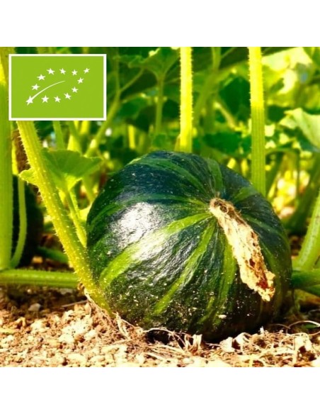 Courge Vert d'Okkaido BIO (Potimarron)