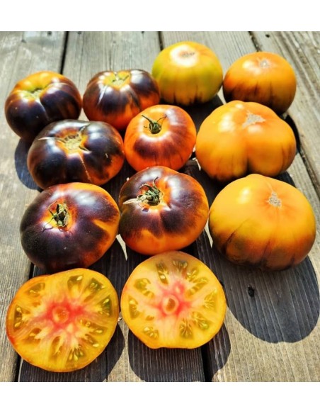 Tomate Ananas bleu