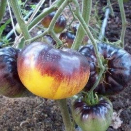 Tomate Purple Sunrise