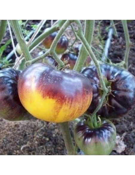 Tomate Purple Sunrise