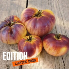 Tomate Purple Sunrise