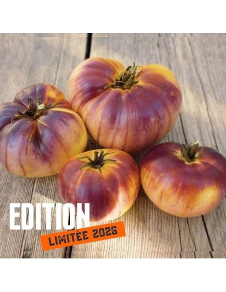Tomate Purple Sunrise