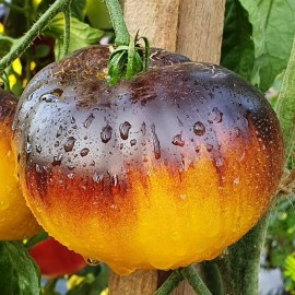 Tomate Purple Sunrise