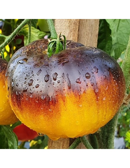 Tomate Purple Sunrise