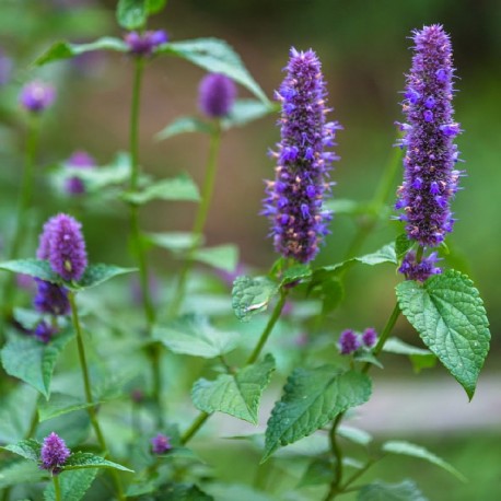 Menthe coréenne, Agastache