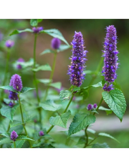 Menthe coréenne, Agastache