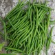 Haricot Aiguillon (haricot nain Filet)