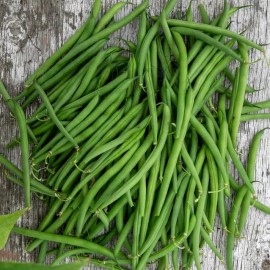 Haricot Aiguillon (haricot nain Filet)