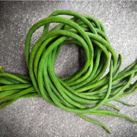 Haricot dolique Metro Black (Haricot Kilomètre)