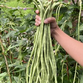 Haricot dolique Metro Black (Haricot Kilom&egrave;tre)