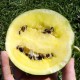 Pastèque Early Moonbeam (pastèque jaune)