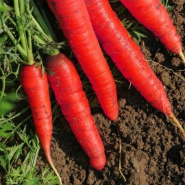 Daucus carota (Carotte 'Atomic red')