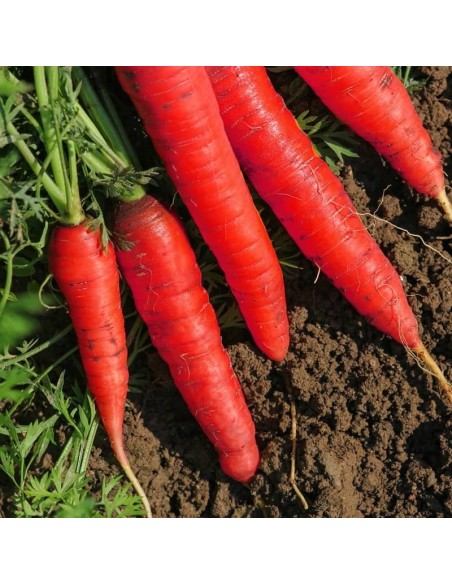 Daucus carota (Carotte 'Atomic red')