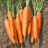Carotte Nantaise améliorée 3