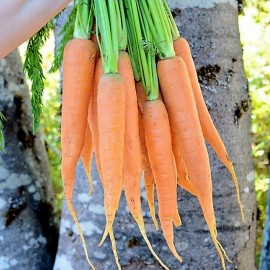 Graines Carotte de Colmar à coeur rouge