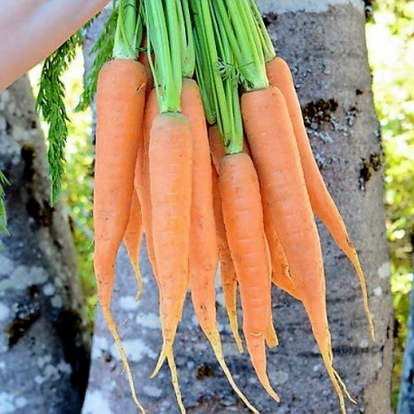 Graines Carotte de Colmar à coeur rouge