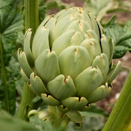 Artichaut Imperial Star