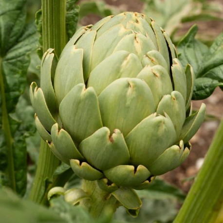 Artichaut Imperial Star