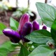 Piment Little blue (piment d'ornement)