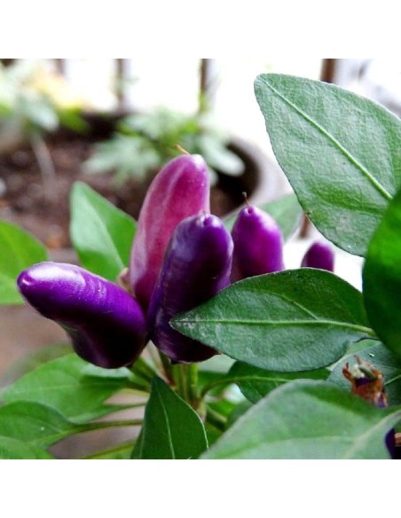 Piment Little blue (piment d'ornement)