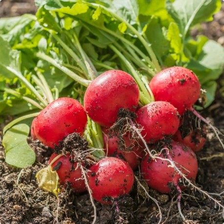 Graines Radis rouge 'Scarlet Globe'