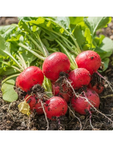 Graines Radis rouge 'Scarlet Globe'